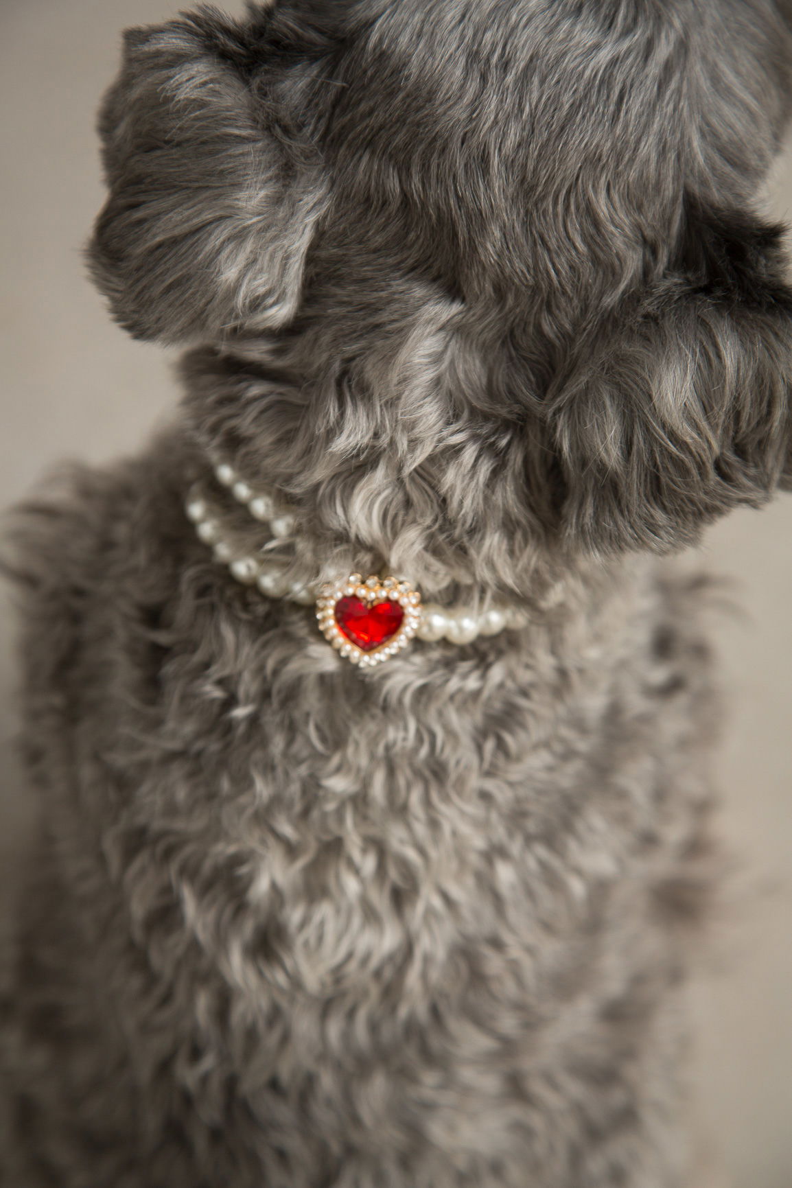 COLLAR GUAU